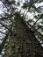 Tall pine tree in Shindagin Hollow State Forest