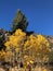 Tall Pine Tree and Small Yellow Aspens During Fall