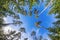 Tall pine tree tops against blue sky