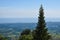 Tall pine tree with a vast land, forest and sea in the background