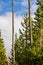 Tall Pine Trees Against Sky