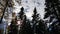 Tall Pine Trees in Alaska