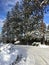 Tall pine trees along snow covered road with truck amongst trees. BC Canada