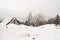 Tall pine trees covered with fresh snow on a himalayan mountain