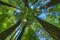 Tall Pine Trees in The Forest