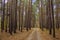 Tall pine trees hang over the path