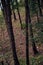 Tall pine trees from a high angle. Tree rows in the forest