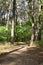 Tall pine trees make shade on a sunlit forest path.