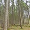 Tall pine trees in Shindagin forest great NYS hiking trail