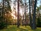 Tall pine trees at sunset. Coniferous forest in sun, natural landscape