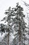 Tall pine trees under the snow against the background of the winter sky.