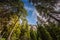 Tall pines in Alps near San Martino di Castrozza