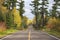 Tall pines on Minnesota`s Gunflint Trail during autumn