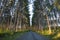 Tall pines and road in early morning light in northern Minnesota