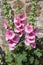 A tall pink common hollyhock growing against a stone wall