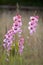 Tall pink flowers gladioli against muted background