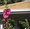 Tall pink hollyhock growing in front of house.