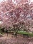 Tall Pink Magnolia Tree at the Park