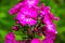 Tall pink perennial phlox in the summer garden