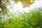 Tall plants growing in a botanic garden