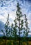 Tall plants growing in a field near West Wickham in Kent, UK