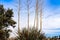 Tall Plants Growing Strong in the Desert