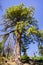 Tall Ponderosa Pine Pinus ponderosa tree growing in Yosemite National Park, Sierra Nevada mountains, California