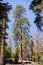 Tall Ponderosa Pine Pinus ponderosa tree growing in Yosemite National Park, Sierra Nevada mountains, California; waning crescent
