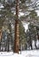 Tall Ponderosa Pine in the Snow