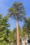 Tall Ponderosa pine on the trail to San Jacinto Mountain peak, California