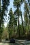 Tall Ponderosa Pine Trees near Sequoia National Forest