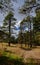 Tall Ponderosa Pine Trees and a Trail