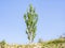 The tall Poplar growing in the south is Pyramidal.