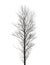 Tall poplar tree isolated on white