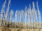 Tall Poplar trees with blue sky background