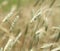Tall Prairie Grass Meadow or field closeup