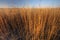 Tall prairie grass in morning light, Kansas