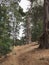 Tall pruned pine trees in a forest