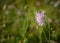 A tall purple flower