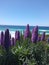 Tall purple flower spikes of Pride of Madeira or Echium candicans along Carmel Beach boardwalk, Monterey County, CA, USA