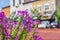 Tall Purple Flowers Blooming, Downtown Delavan, WI