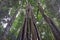 Tall Rainforest Trees with Strangler Figs gowing on them