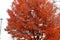 A tall red autumn tree with dark brown branches with gray sky in Nashville