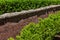 Tall red brick retaining wall with rough stone cap, shrubbery above and below