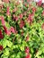 Tall red flowers amongst their leaves