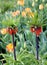 Tall Red Imperial Crown Tulips standing tall over others in landscaped garden