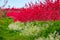 The tall red peach blossoms and low yellow rapeseed flowers in the spring orchard are blooming