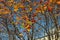 Tall red rowan tree with many berries. A tree with bright rowan berries. Autumn foliage of a tree with red berries. Wallpaper