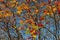 Tall red rowan tree with many berries. A tree with bright rowan berries. Autumn foliage of a tree with red berries. Wallpaper