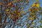 Tall red rowan tree with many berries. A tree with bright rowan berries. Autumn foliage of a tree with red berries. Wallpaper